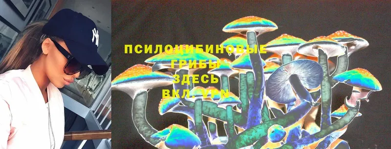 Псилоцибиновые грибы Psilocybe  Баксан 